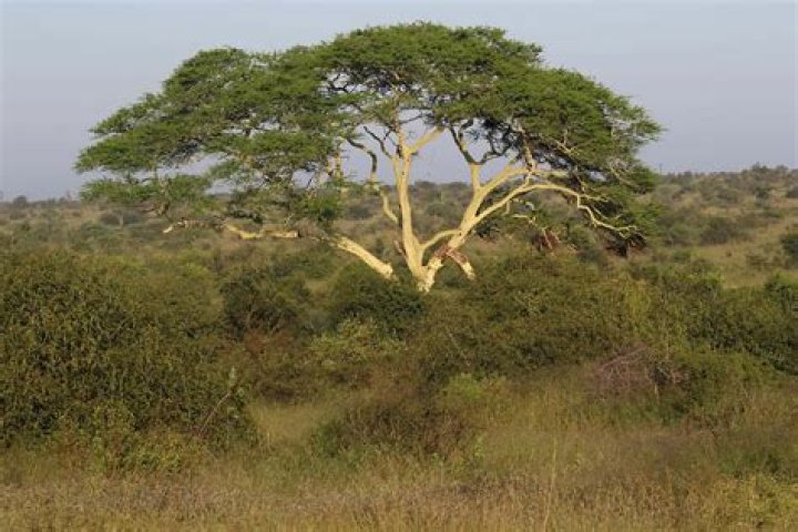 Common Names in Kenya: A Comprehensive Guide