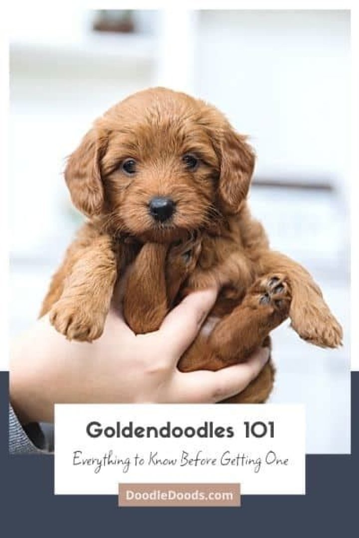 Everything You Need to Know About Goldendoodle Minis