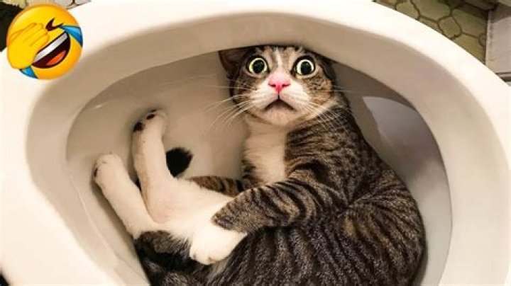 Exploring the Most Memorable Cats from Disney Movies
