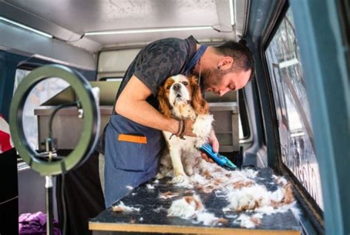 Gentle & Loving Groomer for Your Furry Friend
