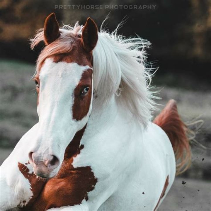 Is a Stallion a Male or Female?
