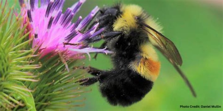 Join the Buzzing Bumble Bee Club!