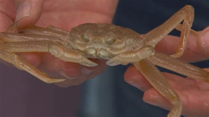 Life Below the Alaskan Waters: Discovering Alaskan Chip's Secrets