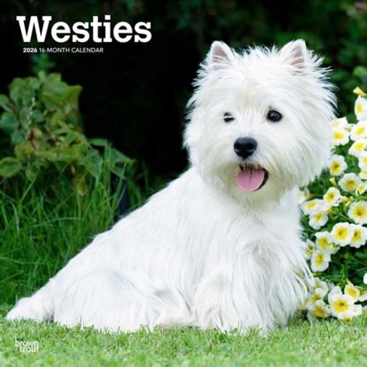 Miss Miss Westie: The Celebration of West Highland White Terriers