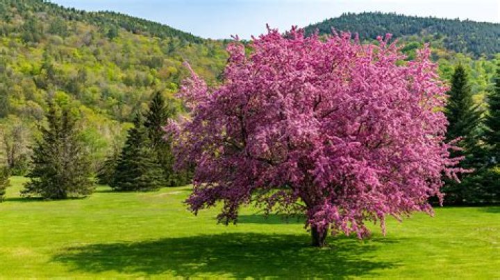 Stunning Blossoms in Midland: Springtime Wonders