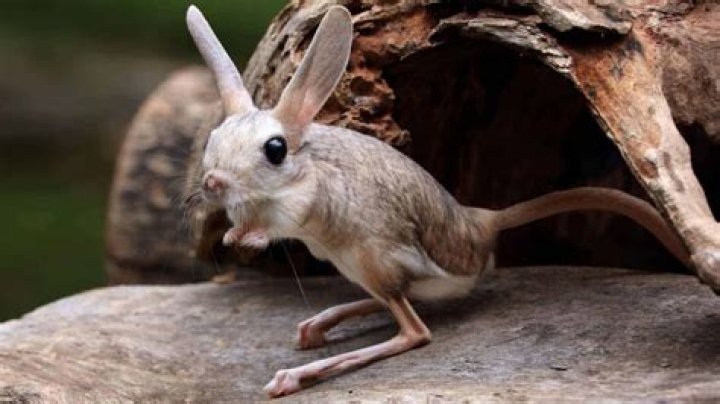 The Dumbest Bird Species: A Look at Nature's Quirky Avian Friends