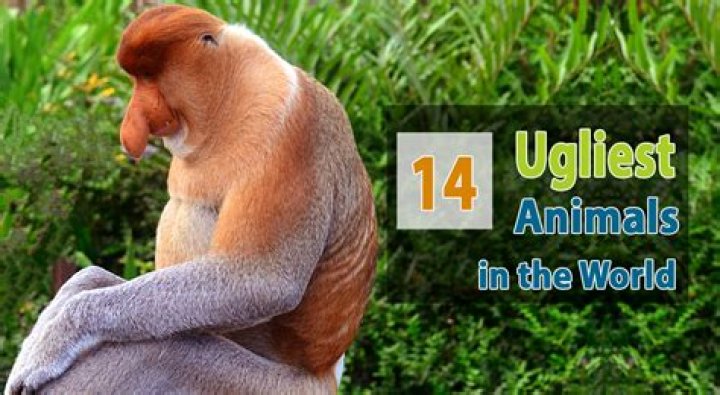 The Ugliest Animal Alive: An In-Depth Look at Nature's Most Unattractive Creatures