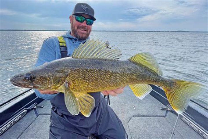 Understanding the Toledo Walleye: A Comprehensive Guide to This Iconic Fish