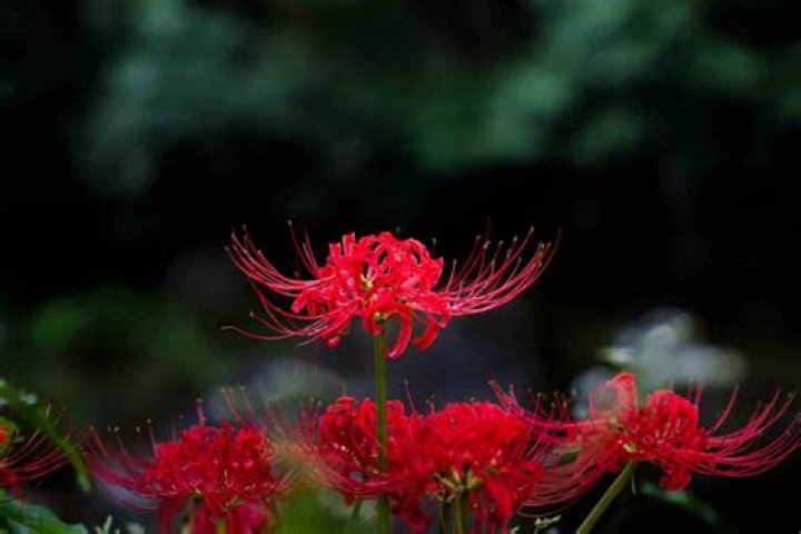 What Flower Symbolizes Hope? Discover the Meaning Behind Hopeful Blooms